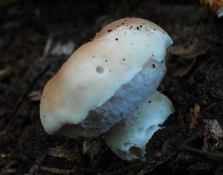 Image of Boletus semigastroideus Nuhn, Manfr. Binder, A. F. S. Taylor, Halling & Hibbett 2013