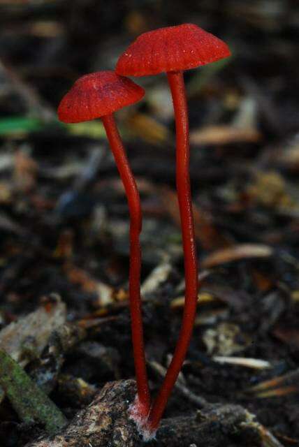 Image of bonnet mushrooms