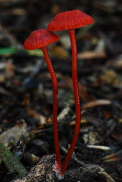 Image of bonnet mushrooms