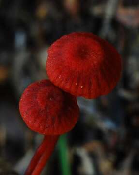 Image of bonnet mushrooms