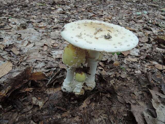 Image of Amanita velatipes G. F. Atk. 1900