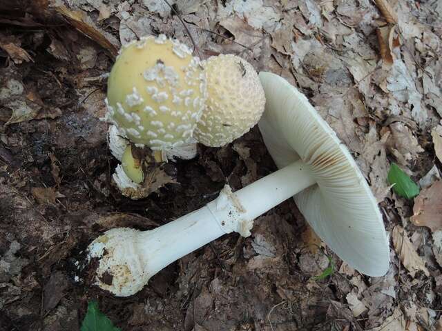 Image of Amanita velatipes G. F. Atk. 1900