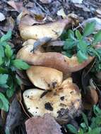 Image of Lactarius alnicola A. H. Sm. 1960