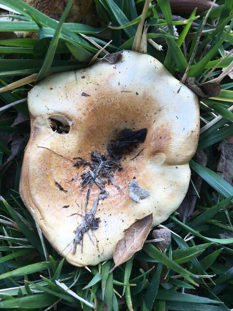 Image of Lactarius alnicola A. H. Sm. 1960