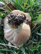 Image of Lactarius alnicola A. H. Sm. 1960