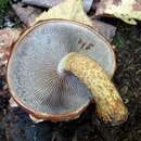 Imagem de Hemistropharia albocrenulata (Peck) Jacobsson & E. Larss. 2007