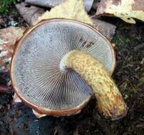 Hemistropharia resmi