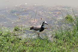 Image of Long-toed Lapwing