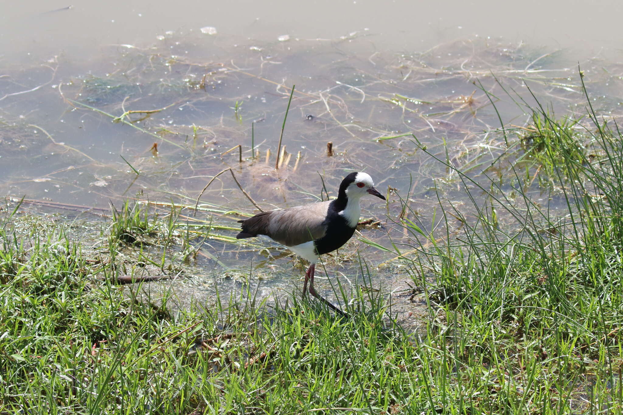 Image of Long-toed Lapwing