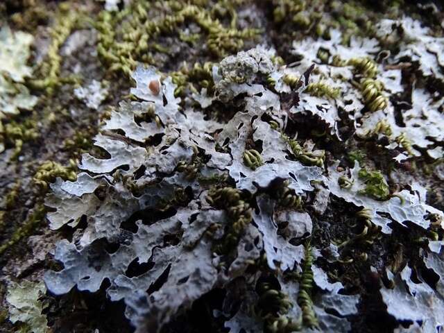 Image of shield lichen