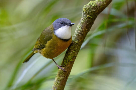 Imagem de Pachycephala caledonica (Gmelin & JF 1789)