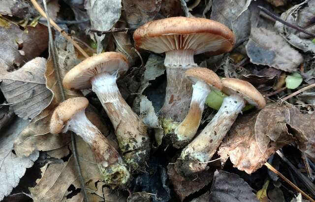 Image of Armillaria gallica Marxm. & Romagn. 1987