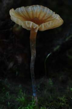 Image of Psilocybe makarorae P. R. Johnst. & P. K. Buchanan 1995