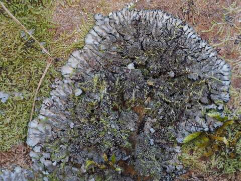 Image of coccocarpia lichen