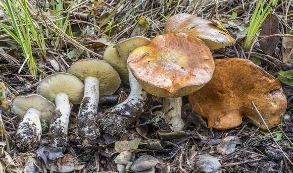 Image of Suillus pungens Thiers & A. H. Sm. 1964