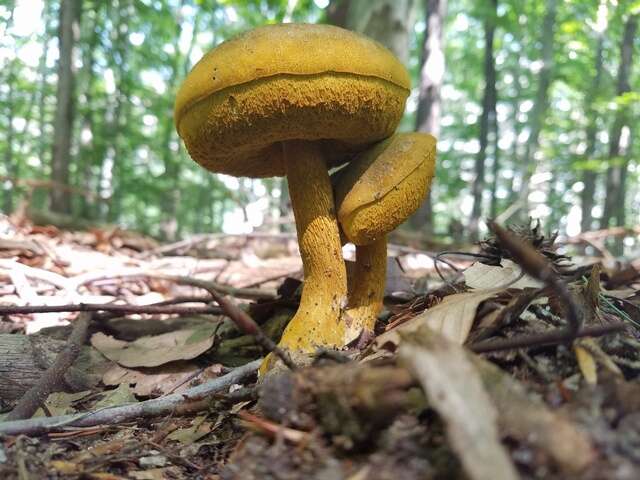 Слика од Retiboletus