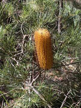 Image of Banksia