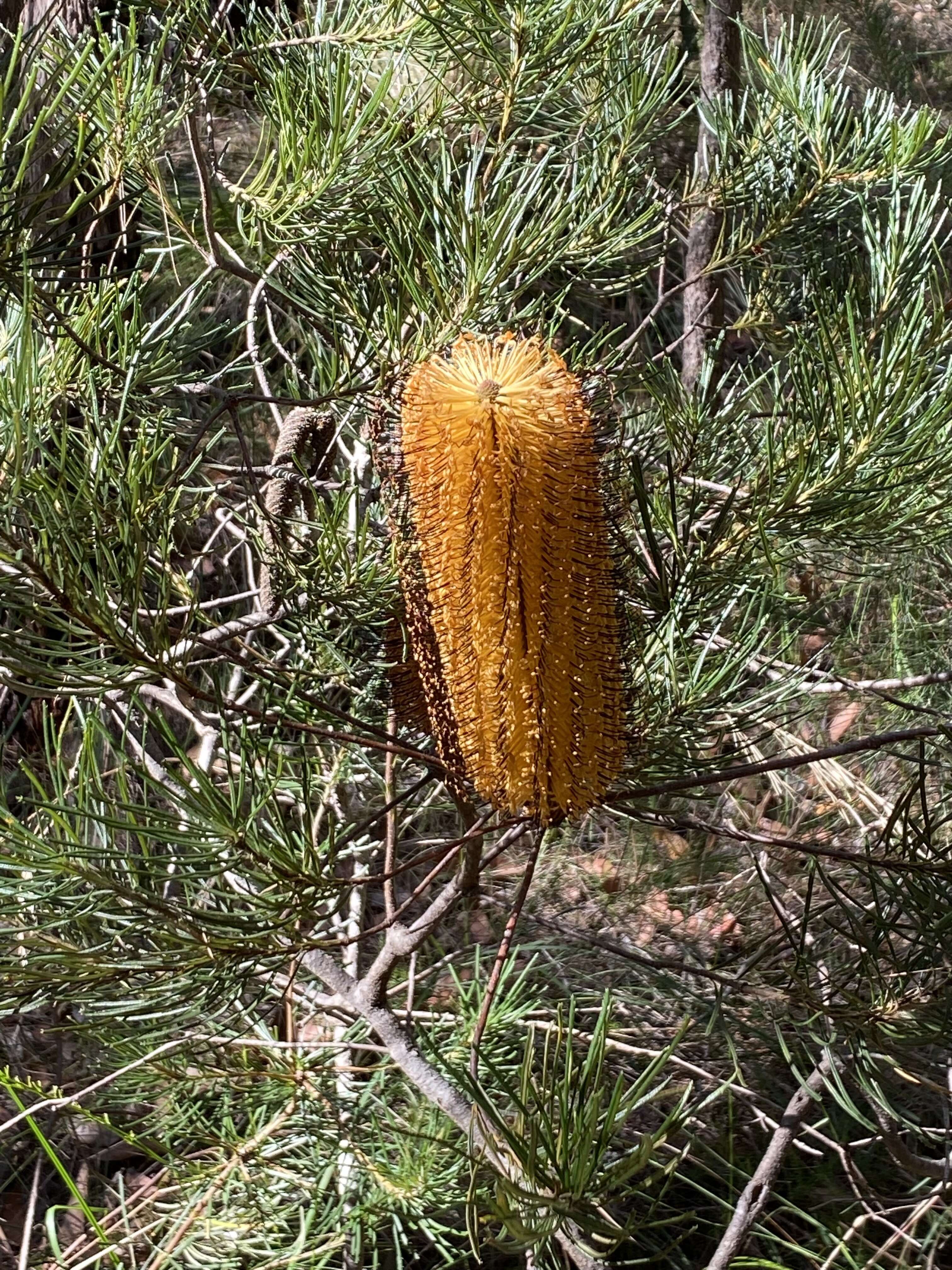 صورة Banksia