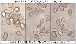 Imagem de <i>Hebeloma subtortum</i>