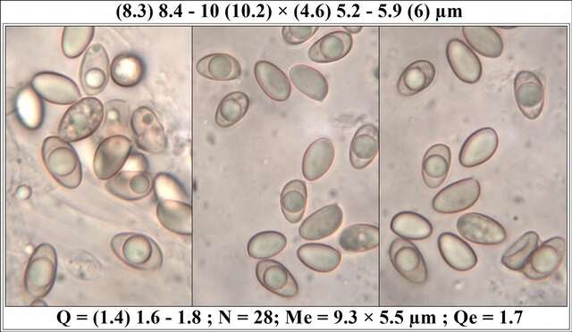 Imagem de <i>Hebeloma subtortum</i>