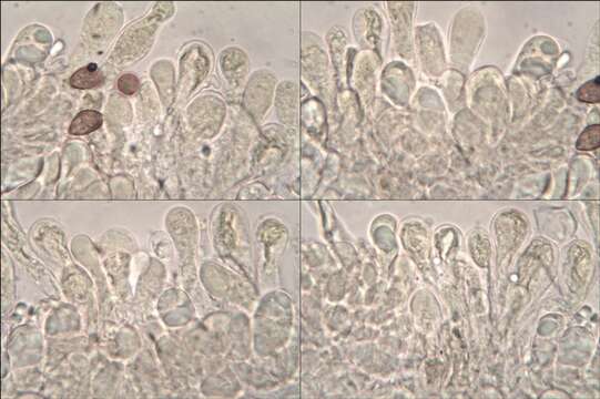 Plancia ëd Hebeloma porphyrosporum Maire 1931