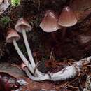 Image of Mycena elegantula Peck 1895