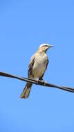 Image of Chilean Mockingbird