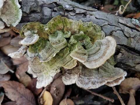 Image of Trametes