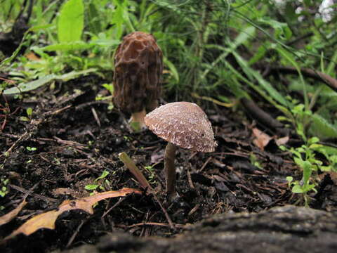 Imagem de Psathyrella pennata (Fr.) A. Pearson & Dennis 1948