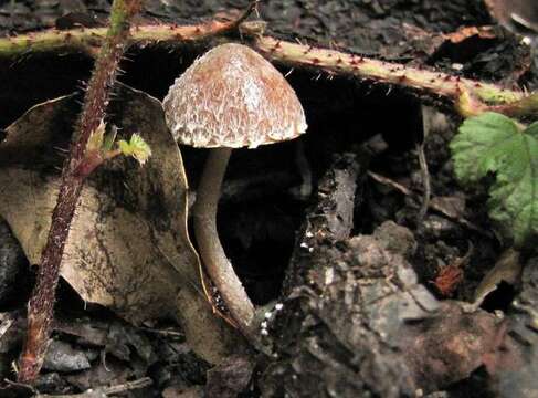 Imagem de Psathyrella pennata (Fr.) A. Pearson & Dennis 1948