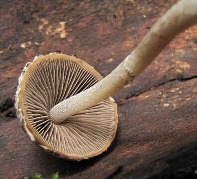 Imagem de Psathyrella pennata (Fr.) A. Pearson & Dennis 1948