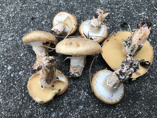 صورة Suillus cothurnatus Singer 1945