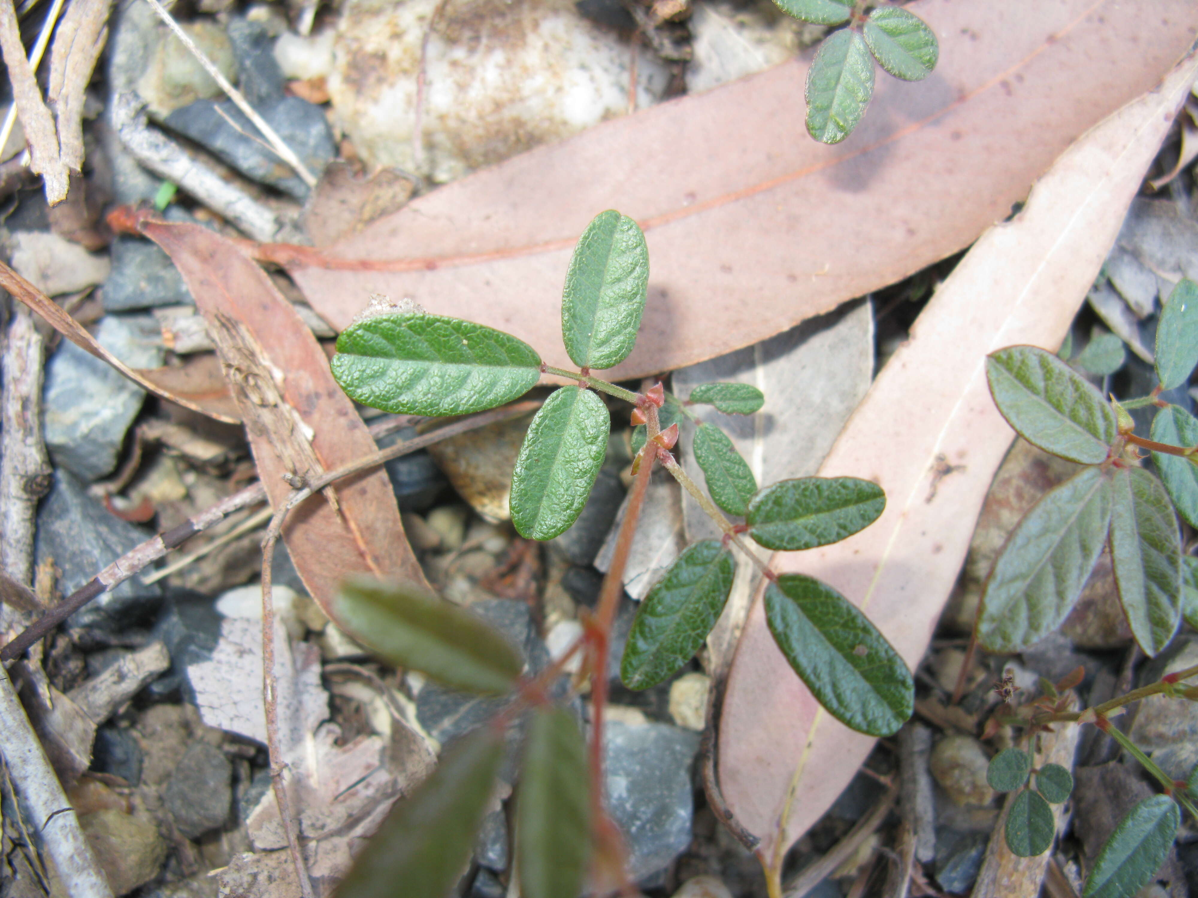 Image of Desmodium varians (Labill.) G. Don