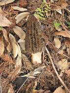 Image of Morchella eximia Boud. 1910