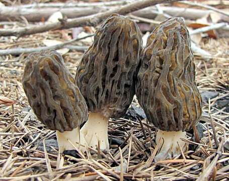 Image of Morchella eximia Boud. 1910