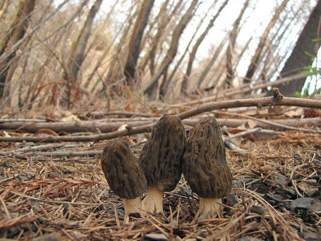 Image of Morchella eximia Boud. 1910