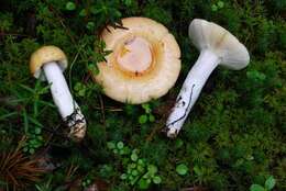 Image of Russula decolorans (Fr.) Fr. 1838