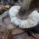 Image of Entoloma medianox C. F. Schwarz 2015