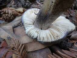 Image of Entoloma medianox C. F. Schwarz 2015