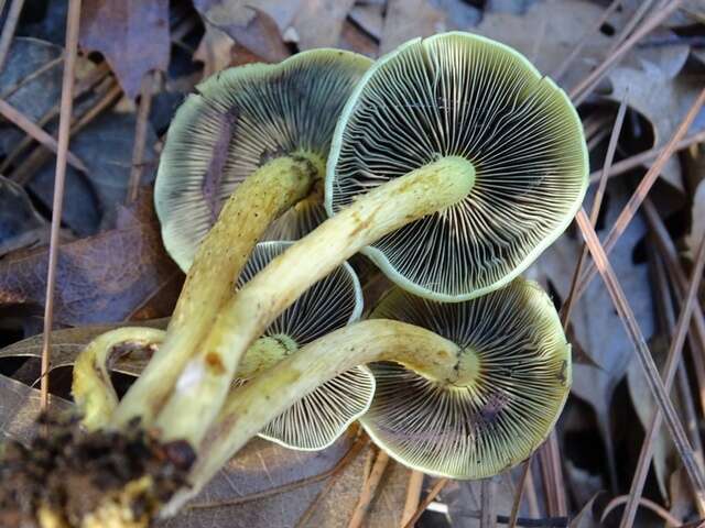 Imagem de Hypholoma