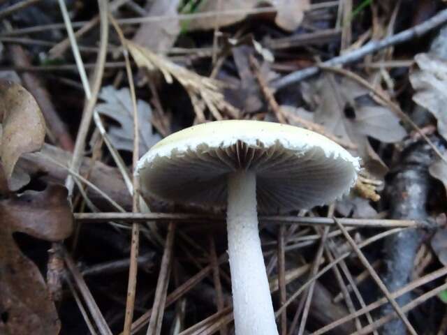 Image of Stropharia