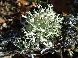 Image of ring lichen