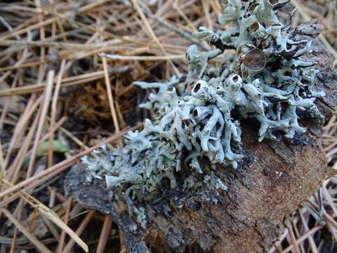 Image of Forked tube lichen