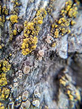 Image of eggyolk lichen