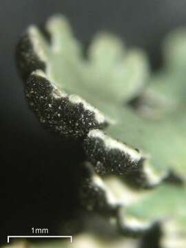 Image of anzia lichen