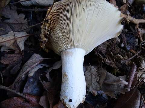 Image of Russula brevipes Peck 1890