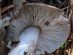 Image of Tricholoma griseoviolaceum Shanks 1996