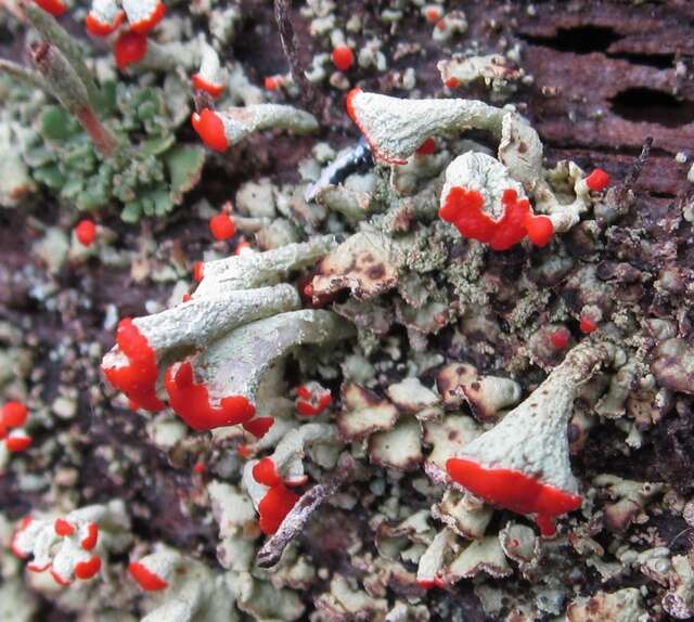 Image of cup lichen