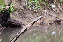 Image of Smoky Rubyspot