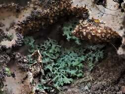 Image of agonimia lichen